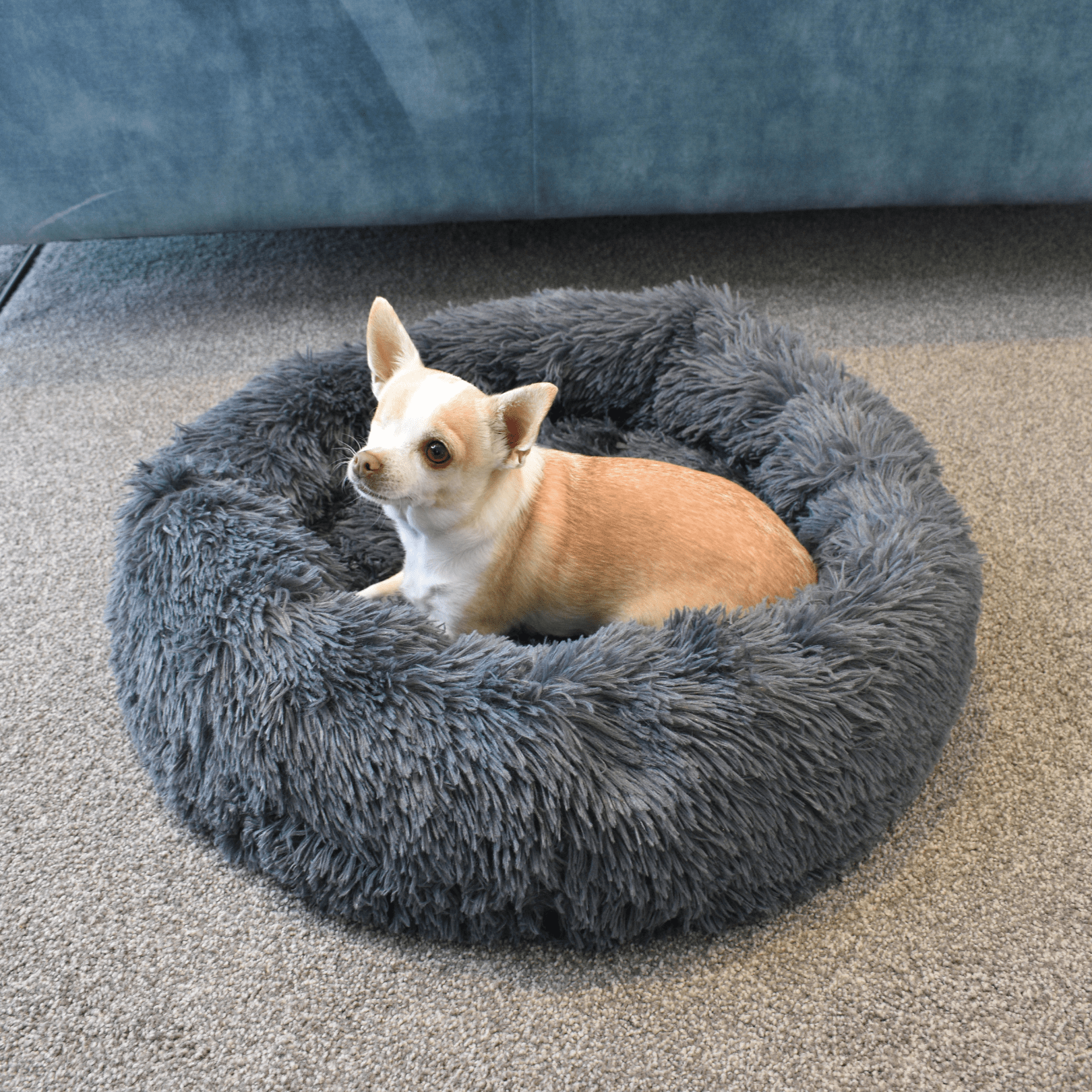 Calming Doughnut Bed - Holly's Paws