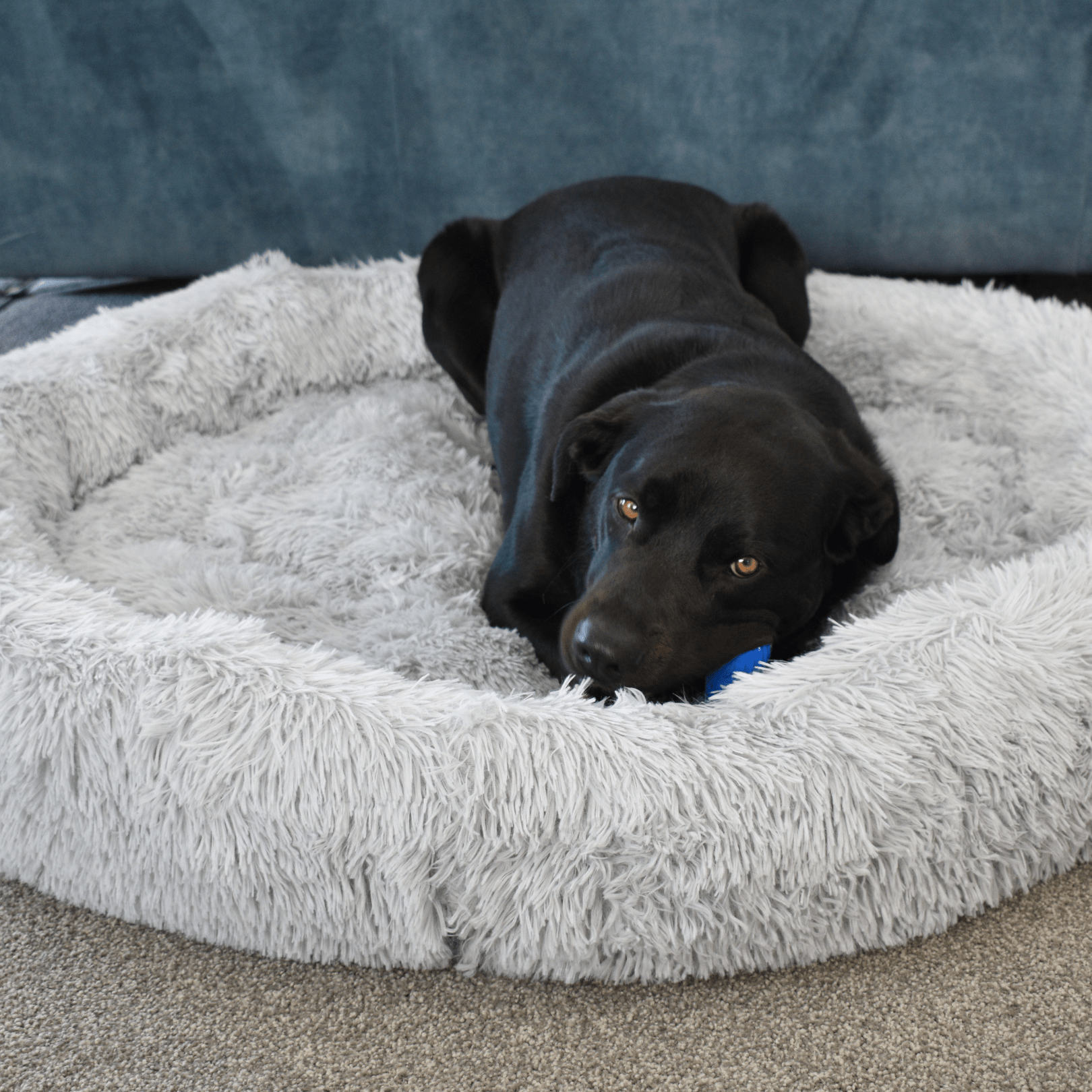 Calming Doughnut Bed - Holly's Paws